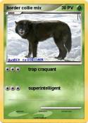 border collie