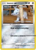 beaver cat