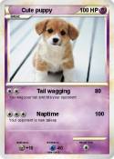 Cute puppy