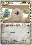fluffy dog