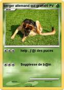 berger allemand