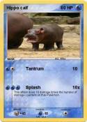 Hippo calf