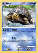 Turtle