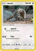 racoon