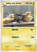 kitten and duck