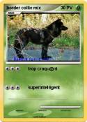 border collie