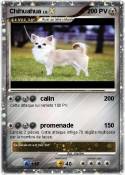 Chihuahua