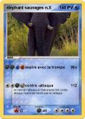 éléphant sauvag