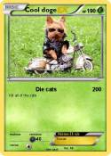 Cool doge