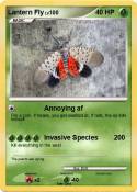 Lantern Fly