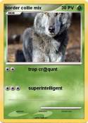 border collie