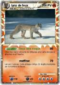 lynx de feux