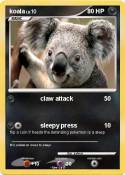 koala