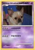 bulldog-chihuah