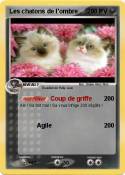 Les chatons de