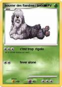 bouvier des