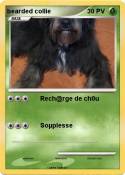 bearded collie