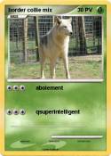 border collie