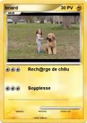 briard