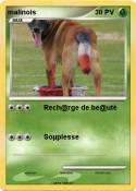 malinois