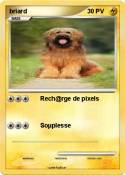 briard
