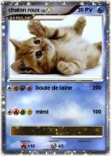 chaton roux