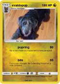 evaldopup