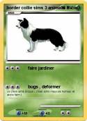 border collie
