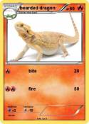 bearded dragon