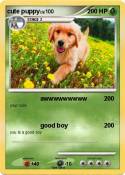cute puppy