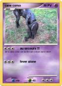 cane corso