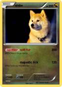 shibe