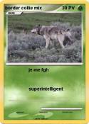 border collie