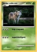 border collie