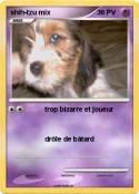 shih-tzu mix