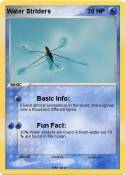 Water Striders