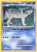 malamute d'alas