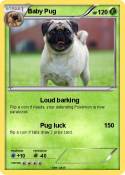 Baby Pug