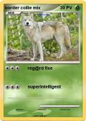 border collie