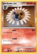 sun flower