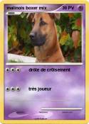 malinois boxer