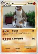 Buff cat