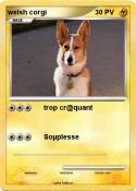 welsh corgi