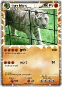 tigre blanc