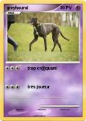 greyhound