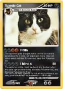 Tuxedo Cat