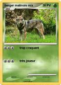 berger malinois
