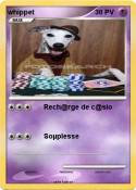whippet