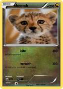 cheetah