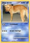 dingo lab mix